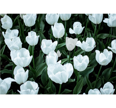 Cortina roller living comedor tulipanes blancos - TenVinilo