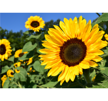 Cortina roller living comedor hermoso girasol en close up - TenVinilo