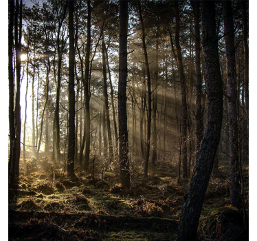 Cortina roller living comedor amanecer en el bosque - TenVinilo