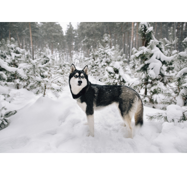 Cortina roller blanca bosque invernal y husky - TenVinilo