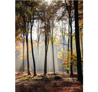 Cortina roller árboles escena de bosque iluminado por el sol - TenVinilo
