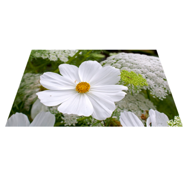 Individual mesa original flor blanca elegante - TenVinilo