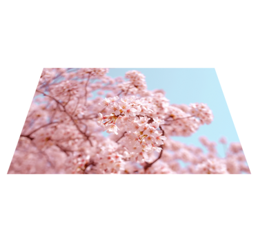 Individual de mesa elegante Flor de cerezo rosa y árbol - TenVinilo