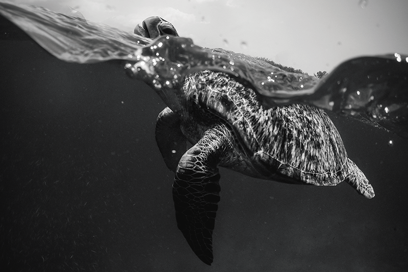 Mantel individual imagen tortuga nadando - TenVinilo