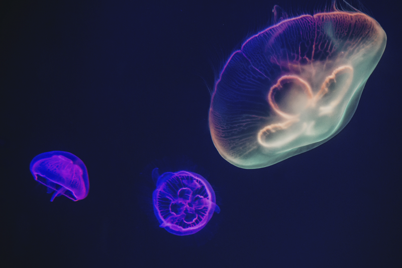 Individual mesa personalizable tema medusas coloridas - TenVinilo