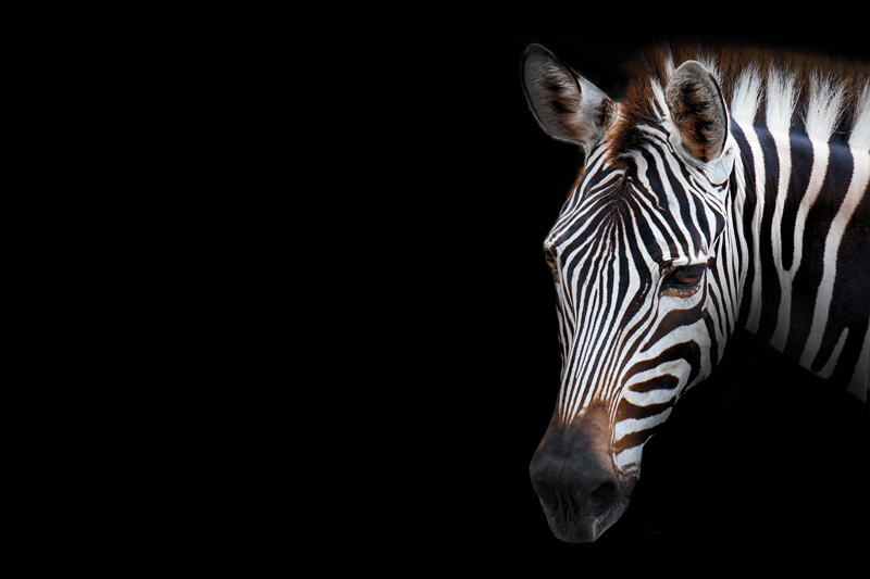 Individual mesa original cabeza de cebra primer plano - TenVinilo