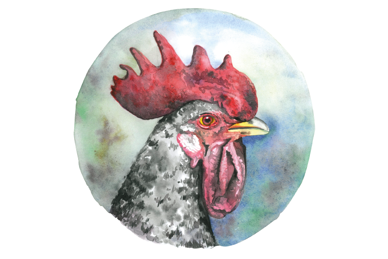 Individual mesa original retrato de gallo colorido - TenVinilo