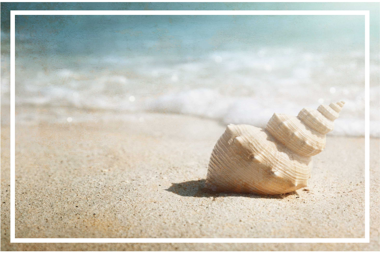 Individual mesa original exhibición elegante de conchas - TenVinilo