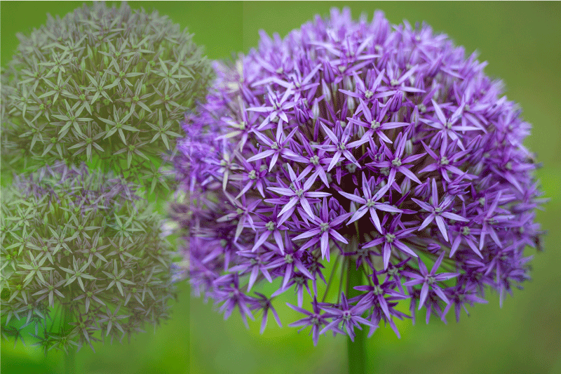 Individual de mesa patrón flores moradas vibrantes - TenVinilo