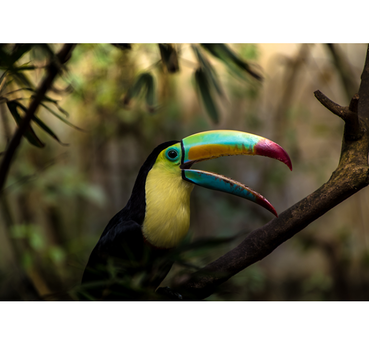 Fotomural animale Tucan en la jungla - TenVinilo