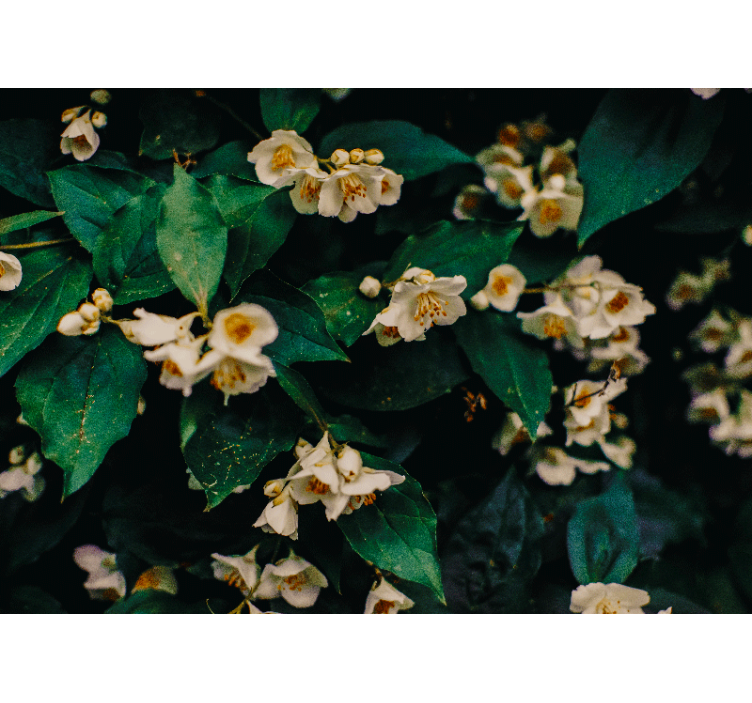 Mural de flores flores blancas delicadas - TenVinilo