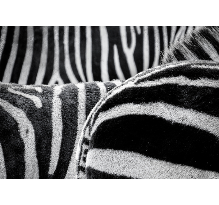 Mural de animales rayas de cebra realistas - TenVinilo