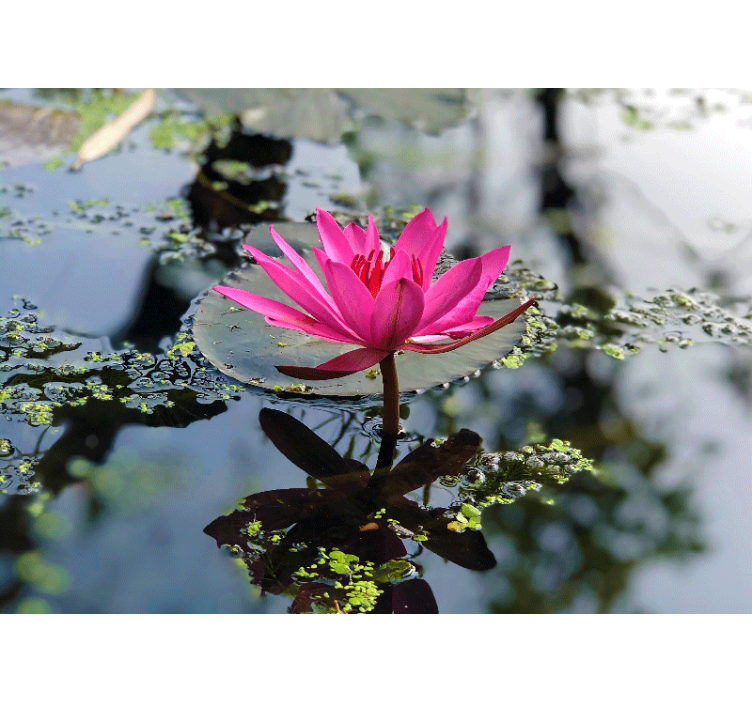 Fotomural flores Hermosa flor de loto agua - TenVinilo