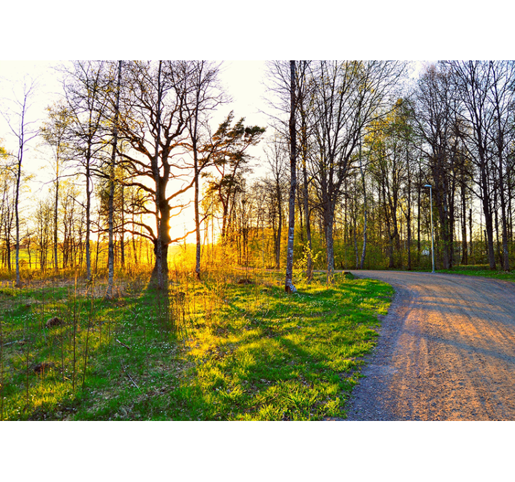 Mural de naturaleza sendero soleado del bosque - TenVinilo