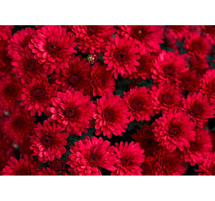 Fotomural flores Flores de aster rojo - TenVinilo