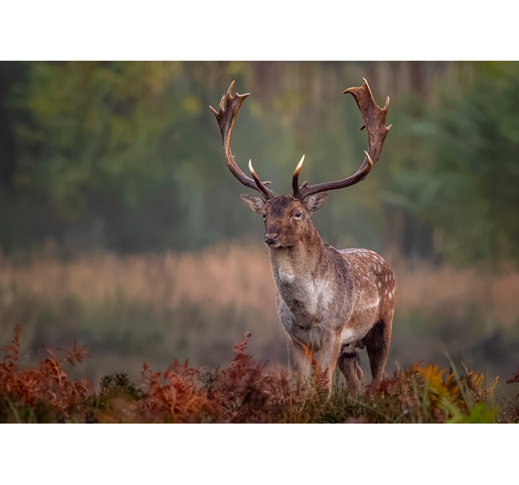 Mural de animales presencia del ciervo majestuoso - TenVinilo