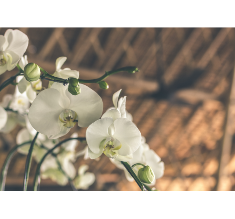 Mural de orquídeas flores de orquídeas elegantes - TenVinilo