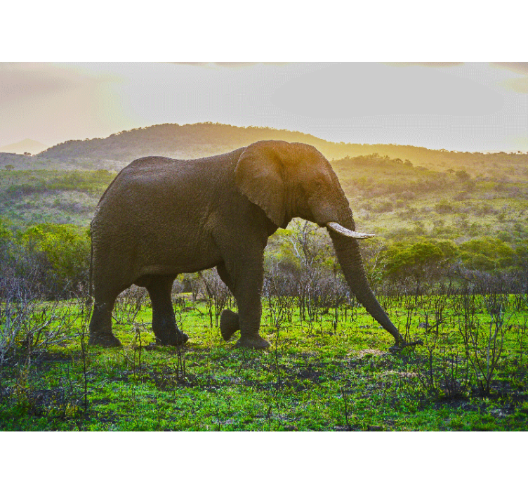 Mural de animales escena del elefante majestuoso - TenVinilo