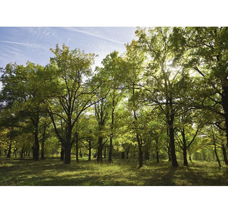 Mural de naturaleza paisaje frondoso y vibrante - TenVinilo