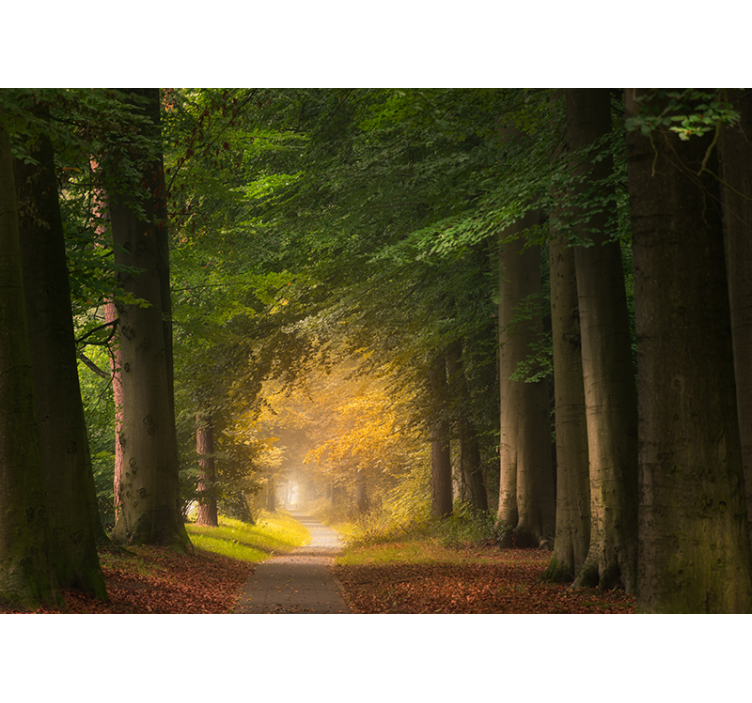 Mural de naturaleza escena del sendero forestal - TenVinilo