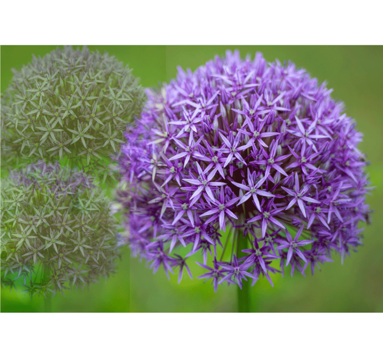 Mural amapolas arreglo floral morado - TenVinilo