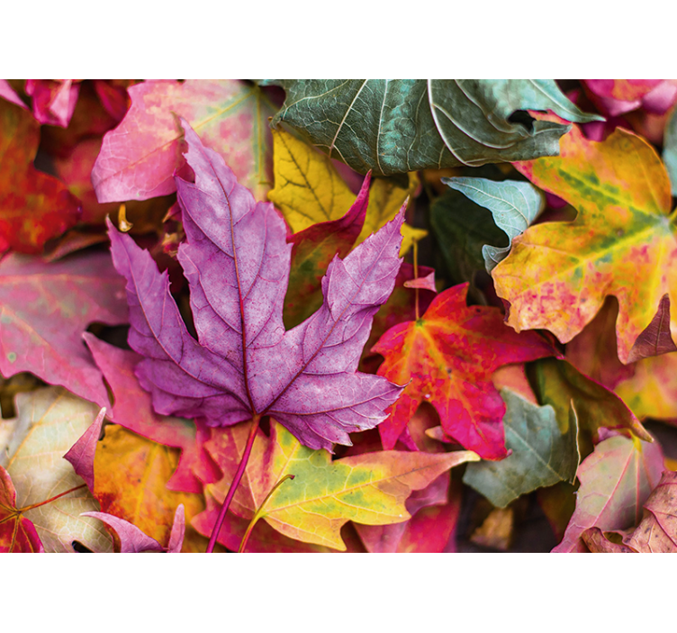 Mural para salón Coloridas hojas otoñales - TenVinilo