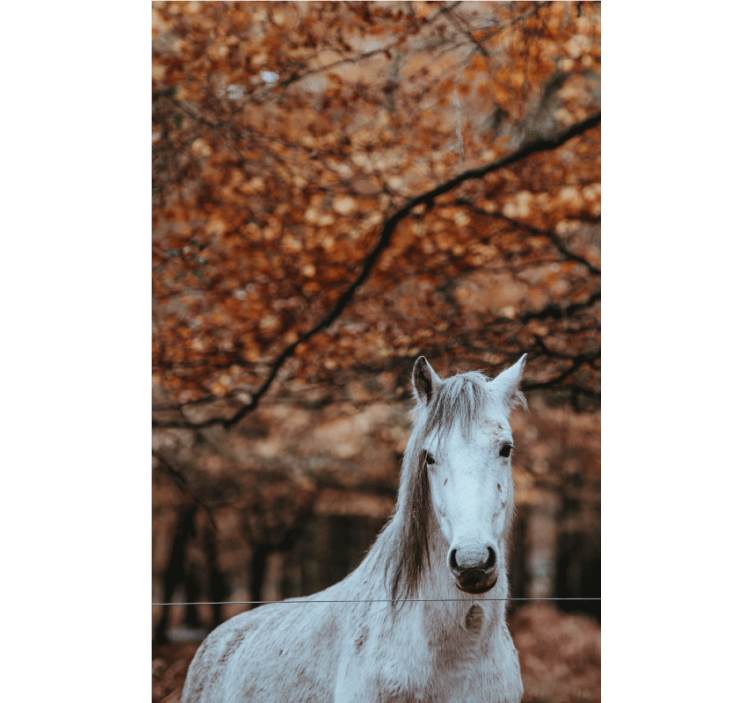 Mural de animales majestuoso caballo blanco - TenVinilo