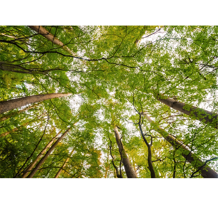 Mural de bosque exuberante dosel verde - TenVinilo
