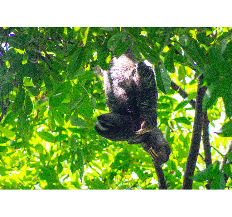 Mural de animales perezoso colgando entre plantas - TenVinilo