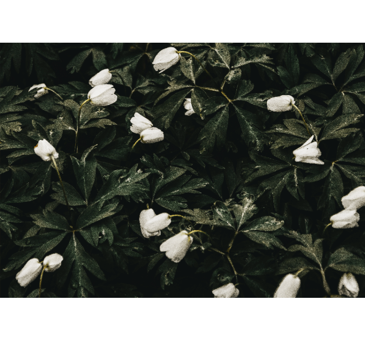 Mural de flores flores blancas suaves - TenVinilo