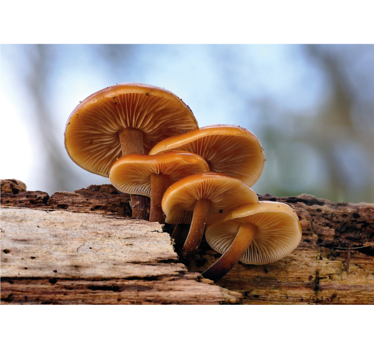 Fotomural naturaleza Setas silvestres de cáscara de naranja - TenVinilo
