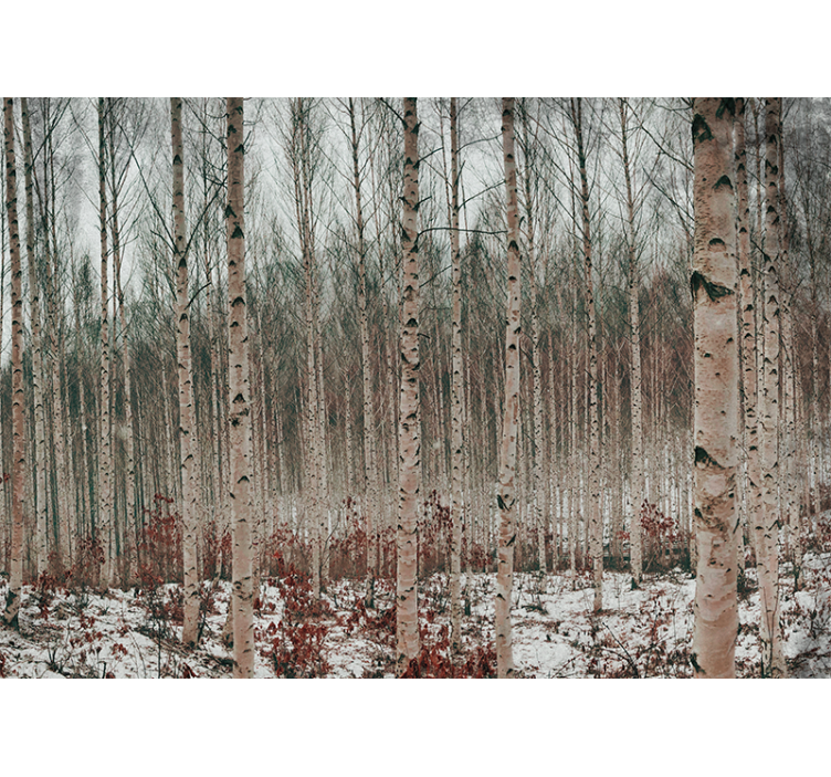 Mural de bosque paisaje de abedules - TenVinilo