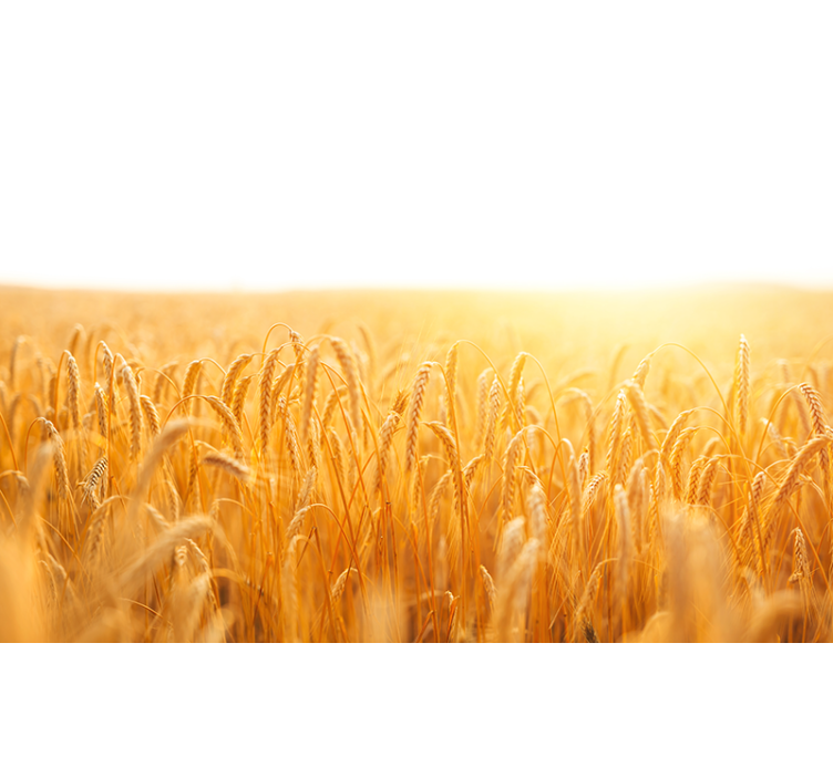 Fotomural naturaleza Campo de trigo colores estéticos - TenVinilo