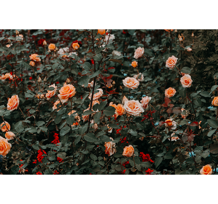 Mural flores rosas en flor - TenVinilo