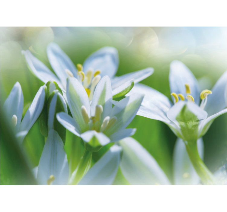 Mural de flores pétalos blancos suaves - TenVinilo