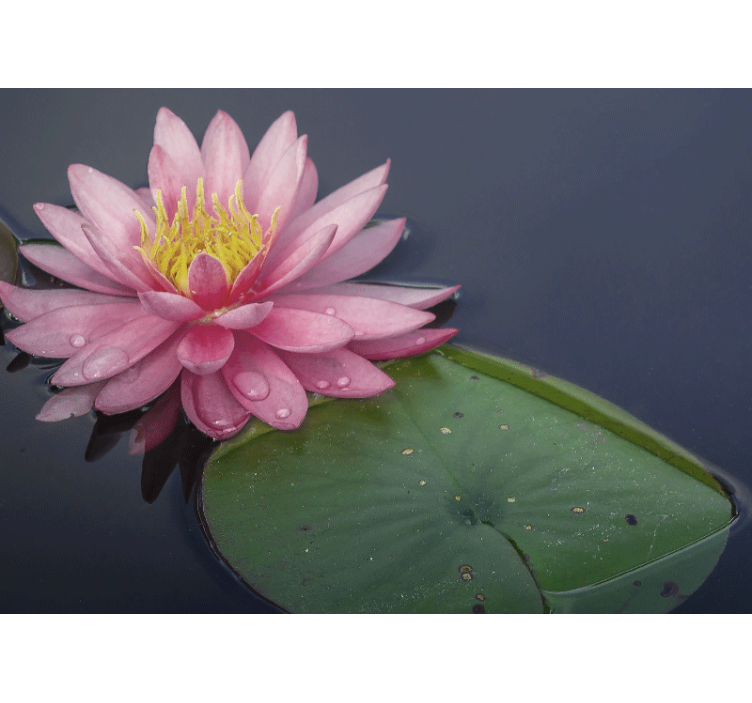 Mural flores loto rosa sereno - TenVinilo