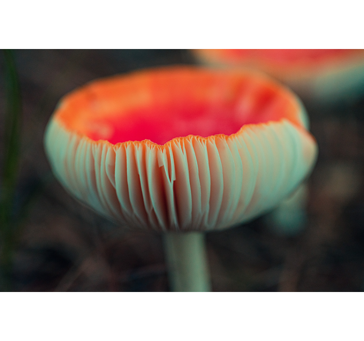 Mural amapolas flor de amapola elegante - TenVinilo