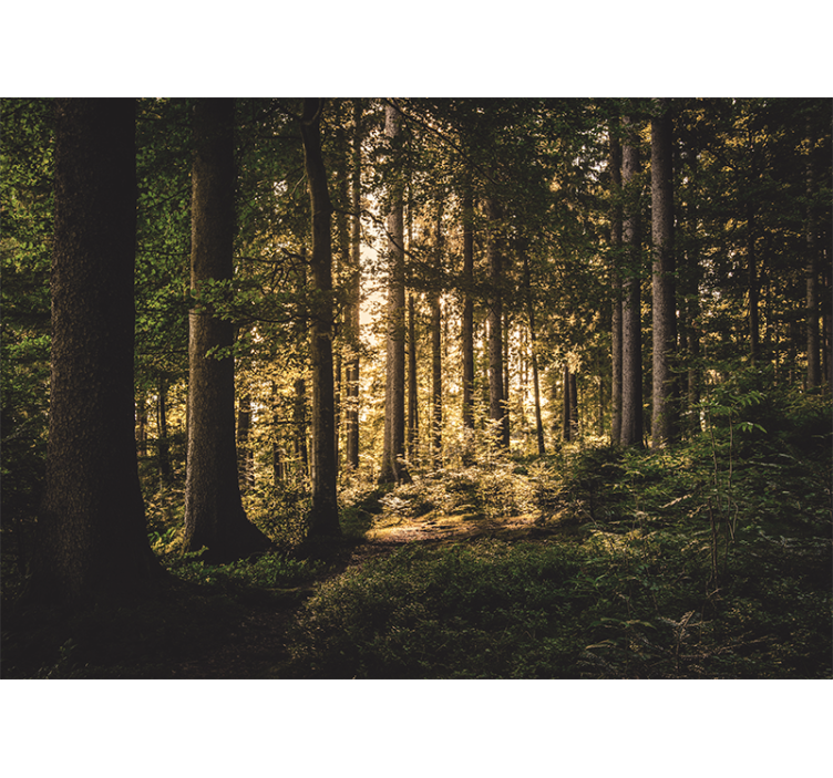 Mural de bosque sendero brillante en el bosque - TenVinilo