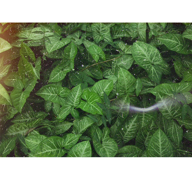 Fotomural de bosque Hermosas hojas verdes soleadas - TenVinilo