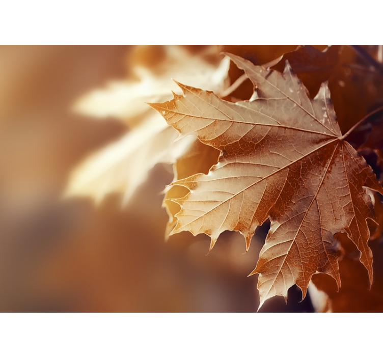 Fotomural pared de hoja de otoño - TenVinilo