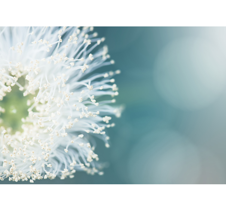 Fotomural de flores con semillas y destello - TenVinilo