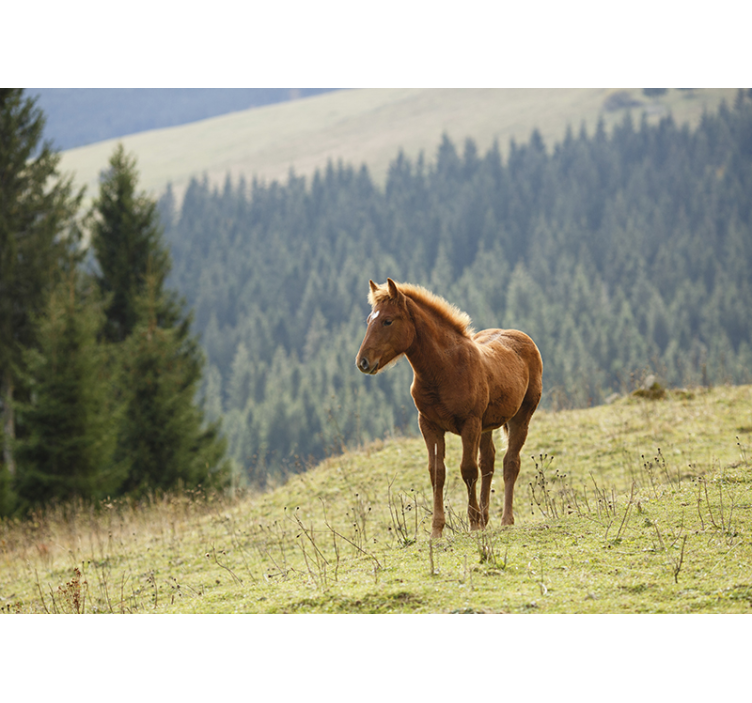 Fotomural naturaleza caballo en el bosque - TenVinilo