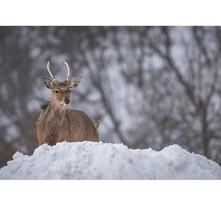 Fotomural animales reno en paisaje invernal - TenVinilo