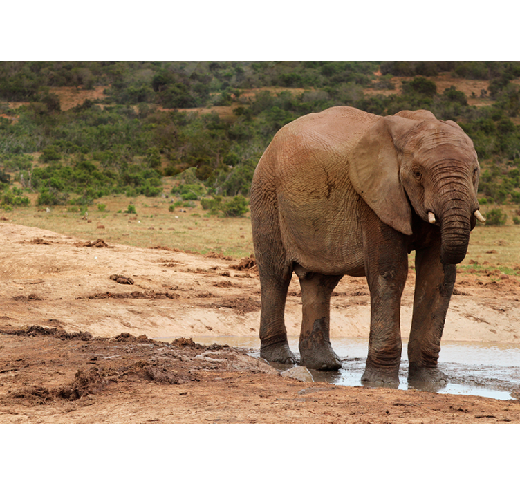 Mural de animales encuentro con elefantes - TenVinilo