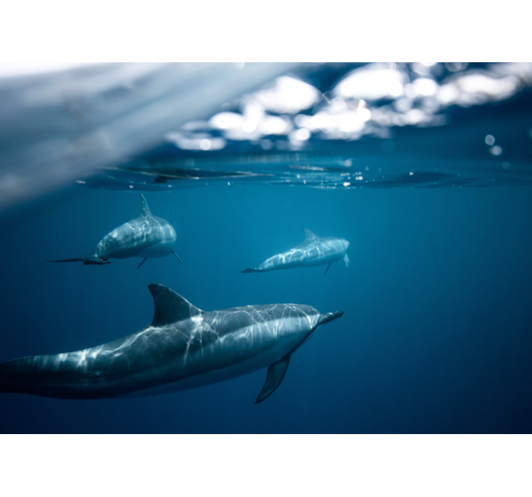 Mural de animales escena de delfines nadando - TenVinilo