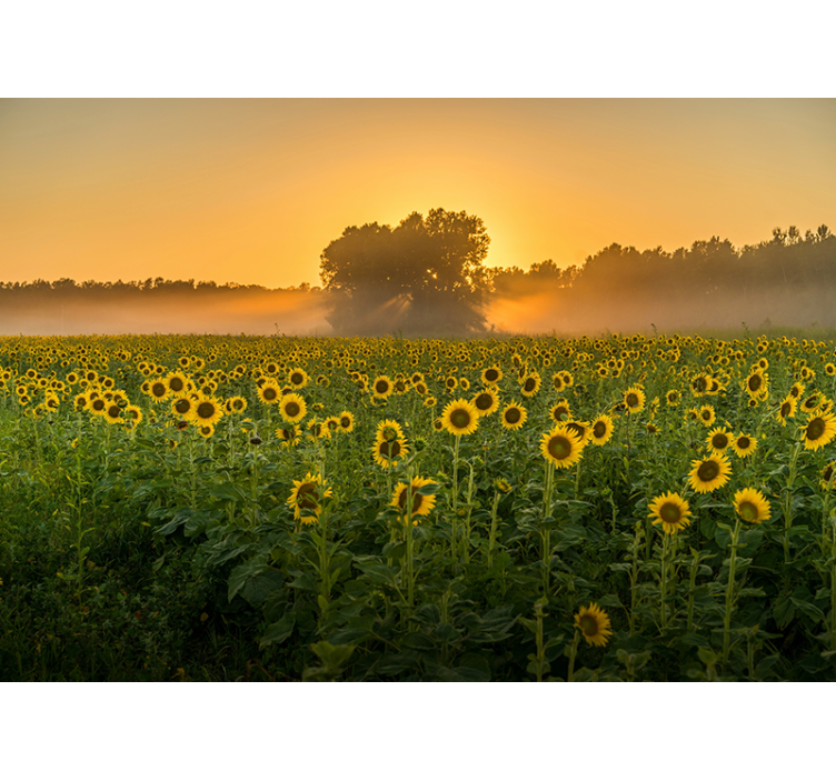 Mural de flores campo de girasoles al atardecer - TenVinilo