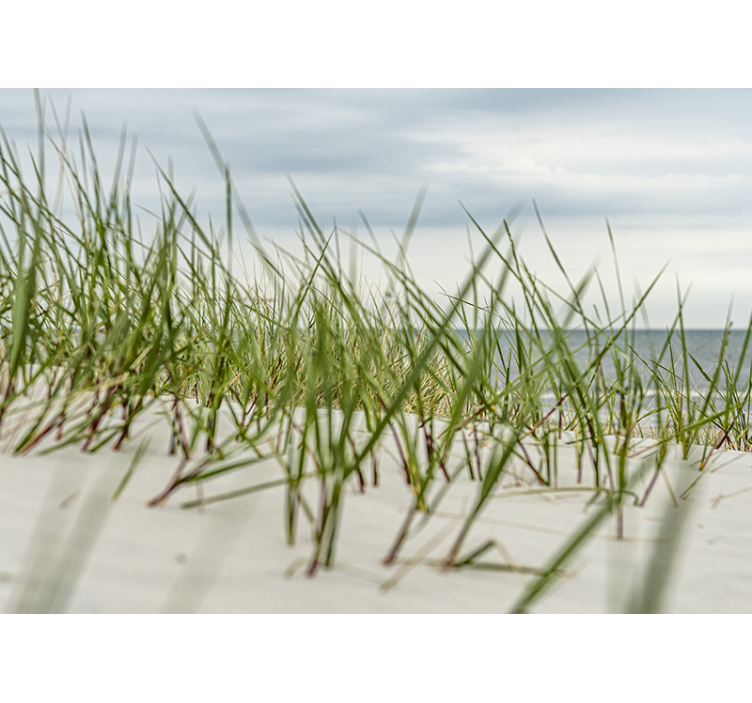 Fotomural naturaleza En las dunas - TenVinilo