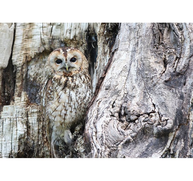 Fotomural animales búho camuflado - TenVinilo