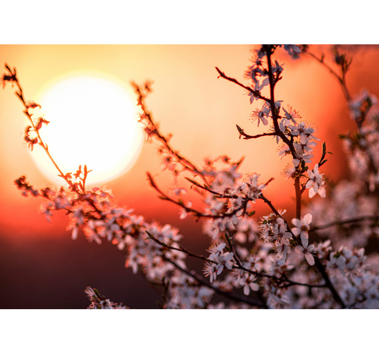 Fotomural flores Flores de albaricoque con puesta de sol - TenVinilo
