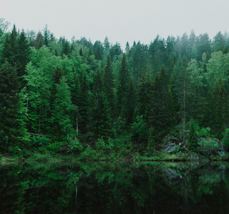 Fotomural árbol bosque profundoDeep forest translated into Spanis - TenVinilo